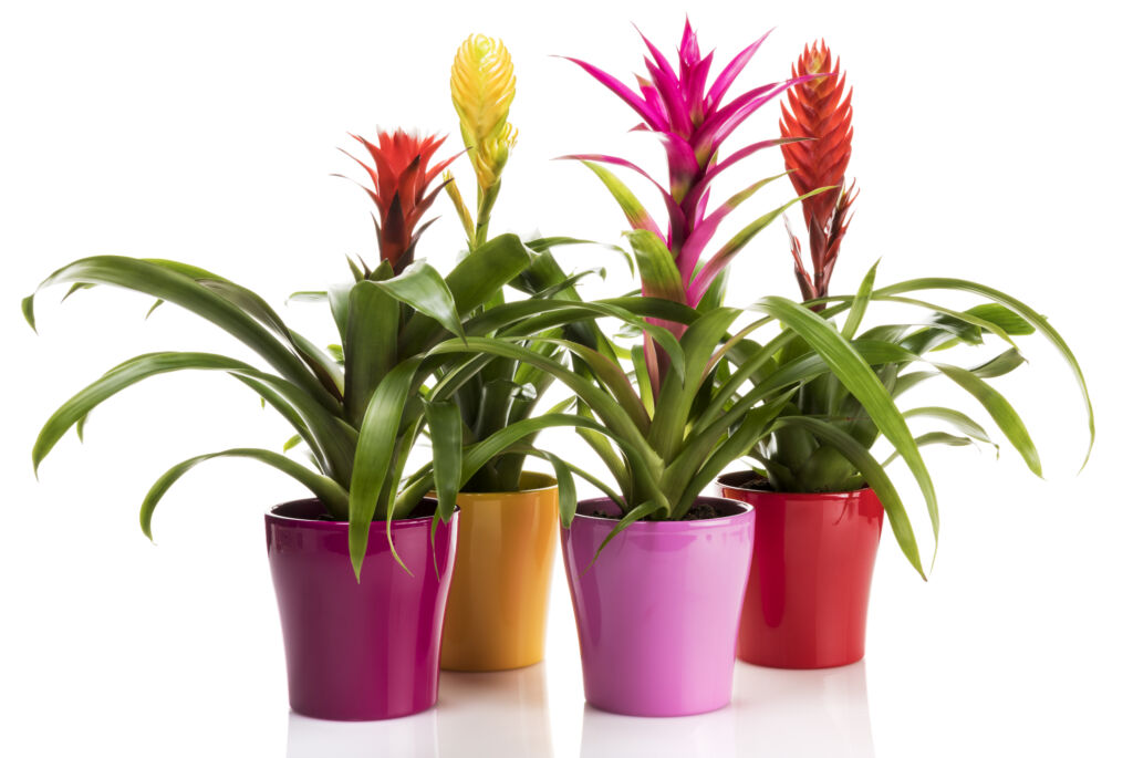 indoor plants that flower year-round