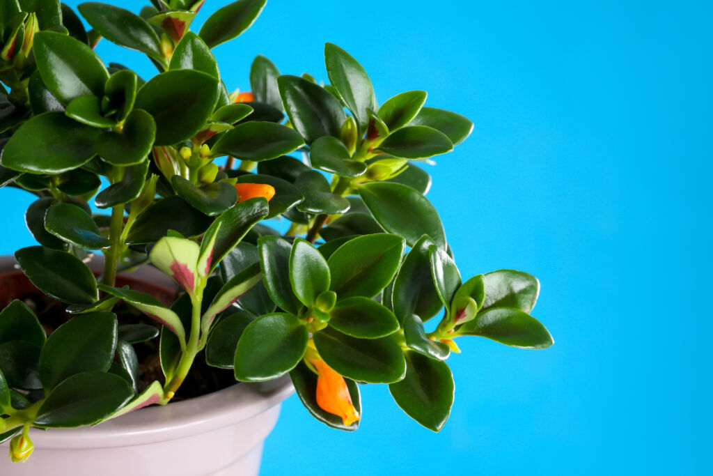 indoor plants that flower year-round