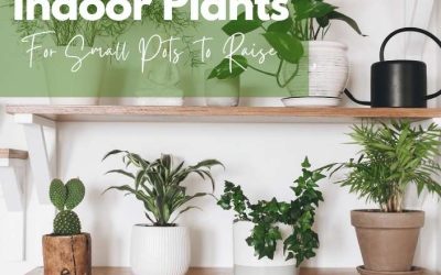 Title-Indoor Plants For Small Pots To Raise