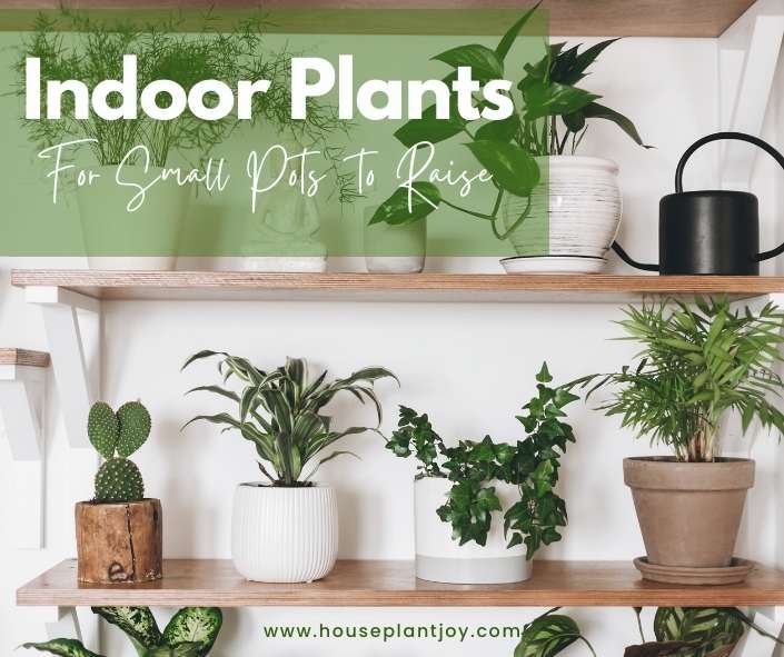 Title-Indoor Plants For Small Pots To Raise