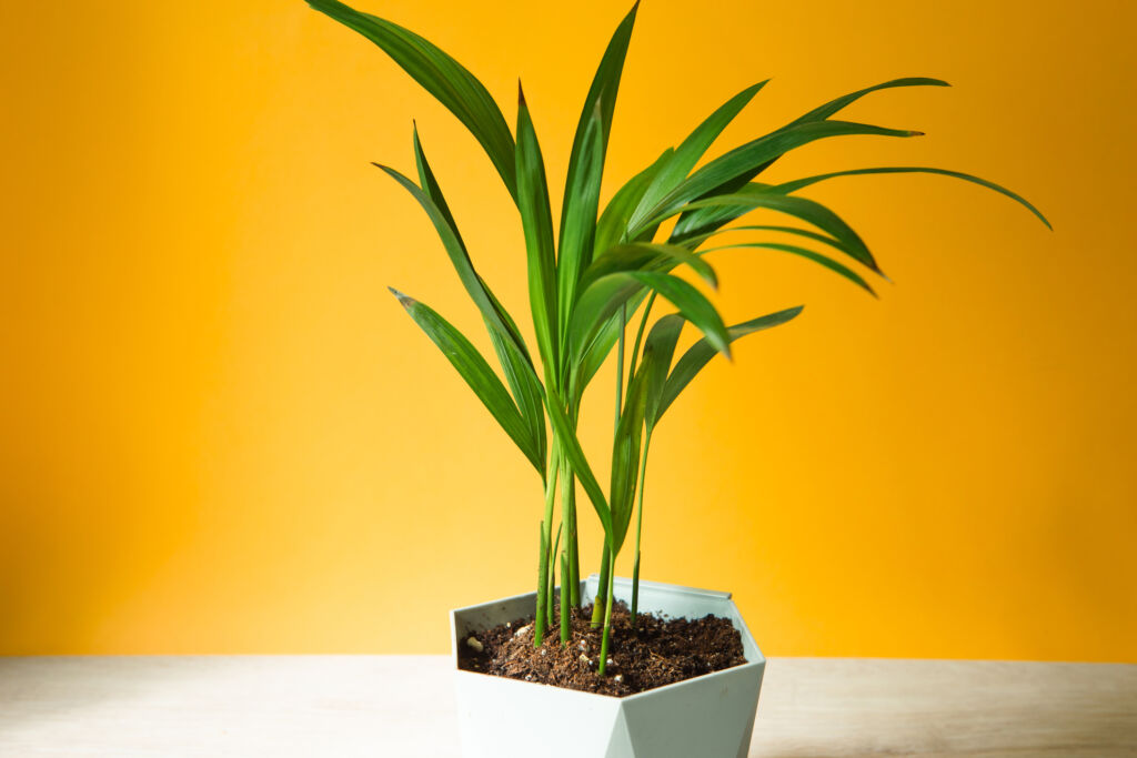 worst houseplants for allergies