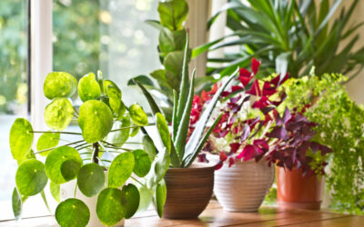 Houseplants that are hard to kill