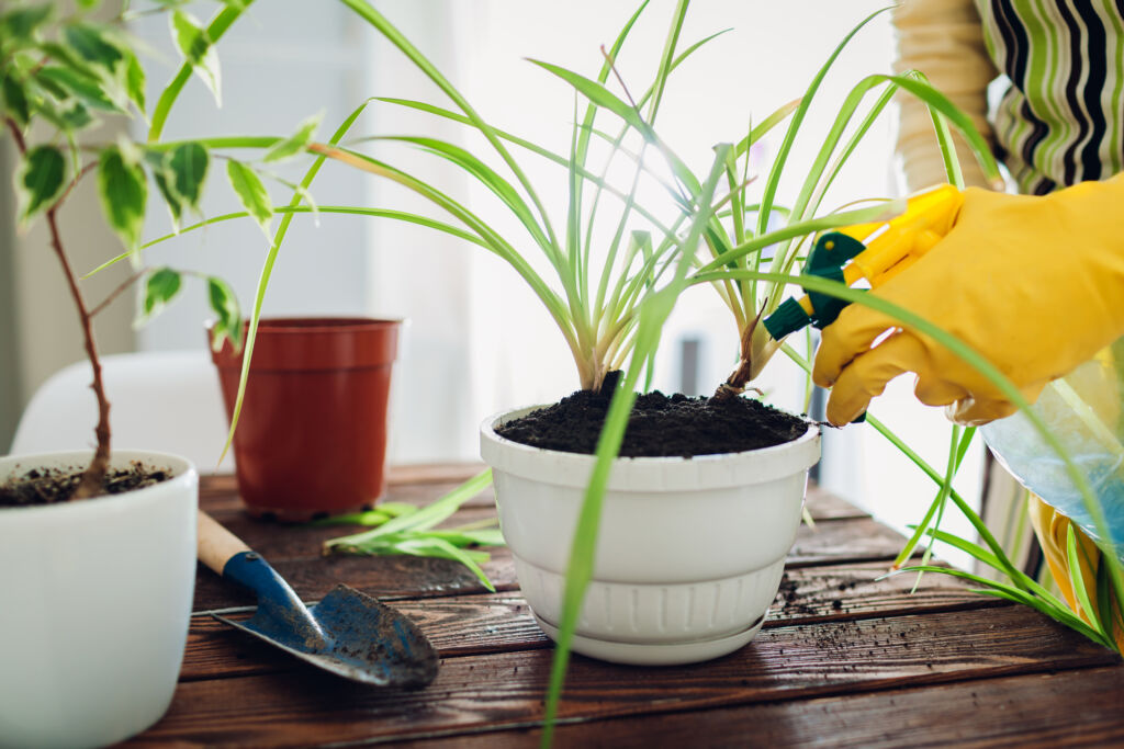 spider plant watering