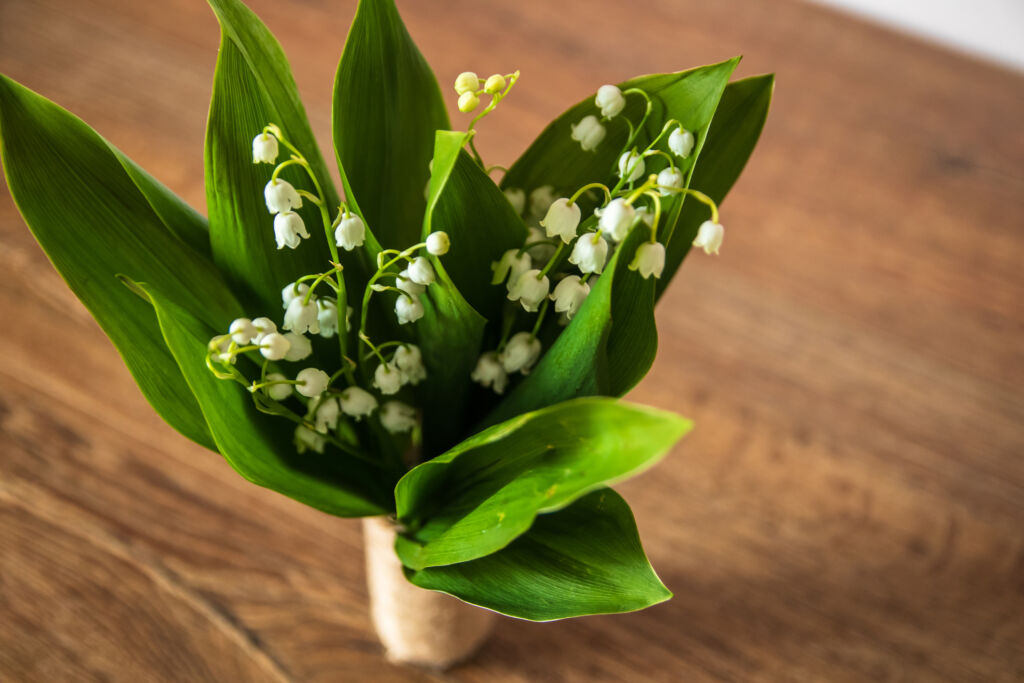 what indoor plants like coffee grounds