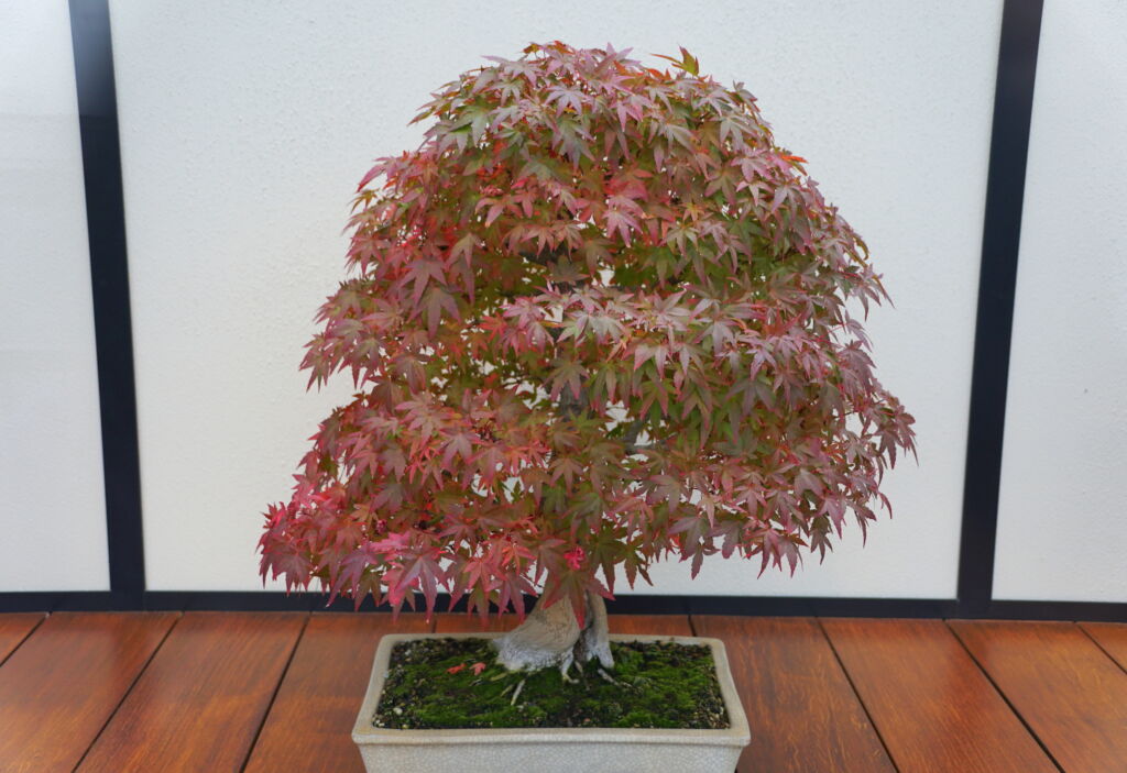 japanese maple bonsai