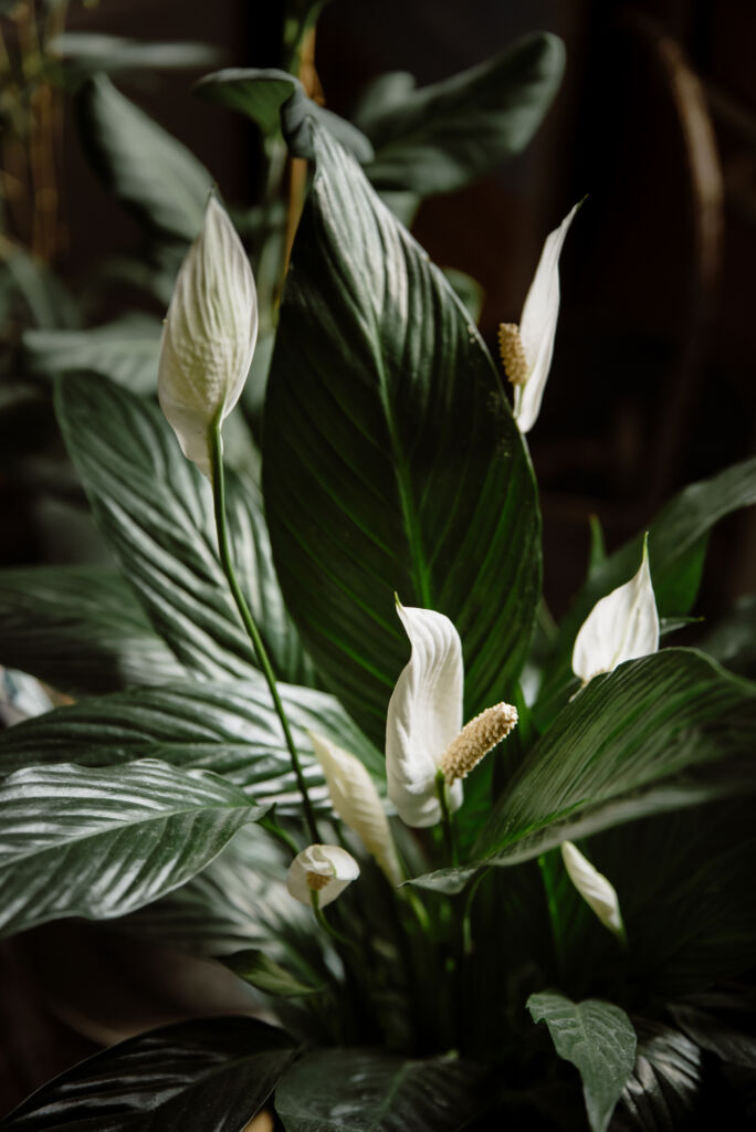 Peace Lily