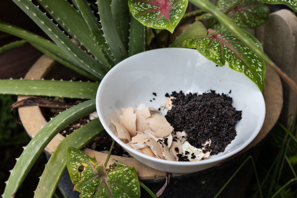 what indoor plants like coffee grounds