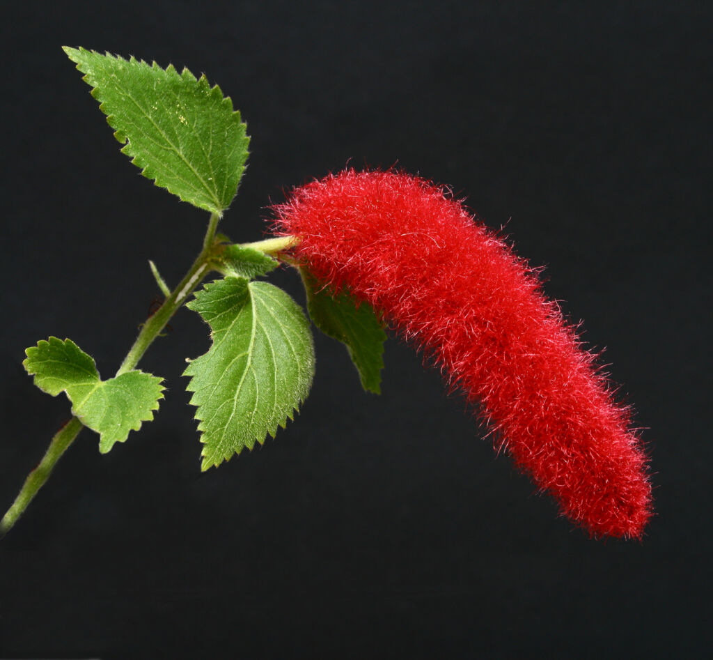 Chenille Plant