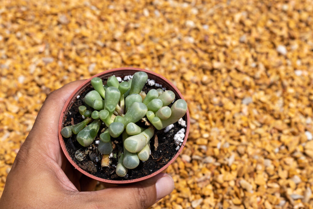 indoor plants for small pots