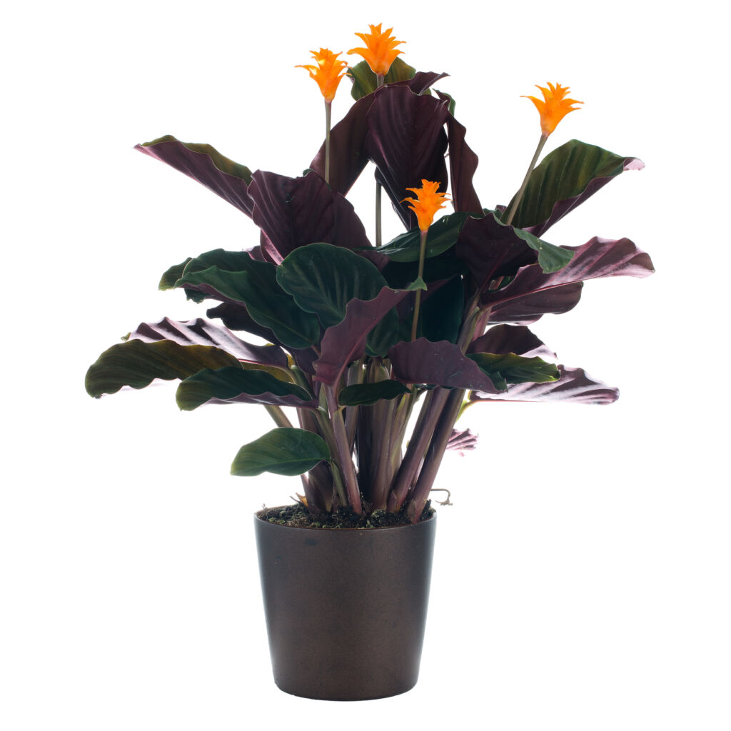 Eternal Flame Plant