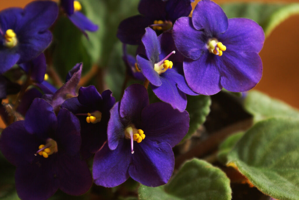 African Violet