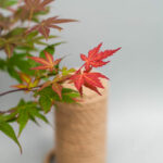 japanese maple bonsai