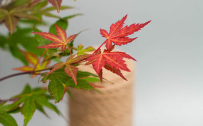 japanese maple bonsai