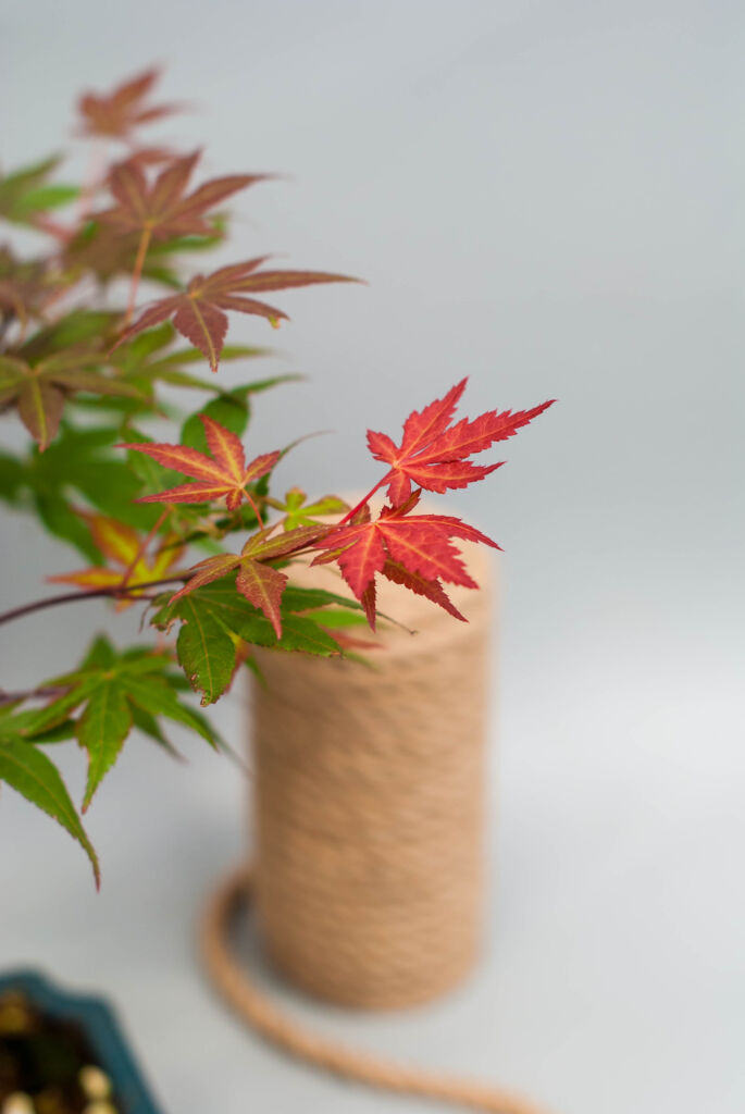 japanese maple bonsai