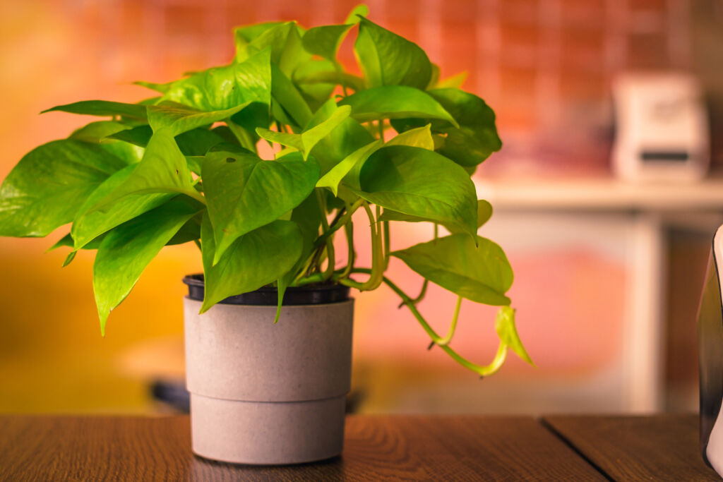 Pothos Plant houseplants that are hard to kill