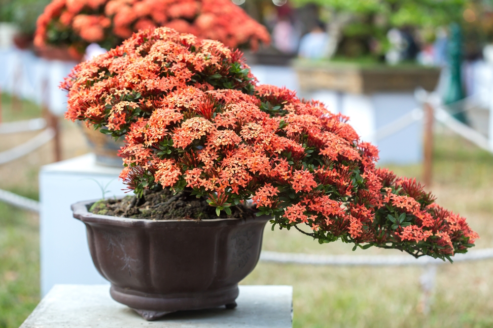 health benefits of bonsai