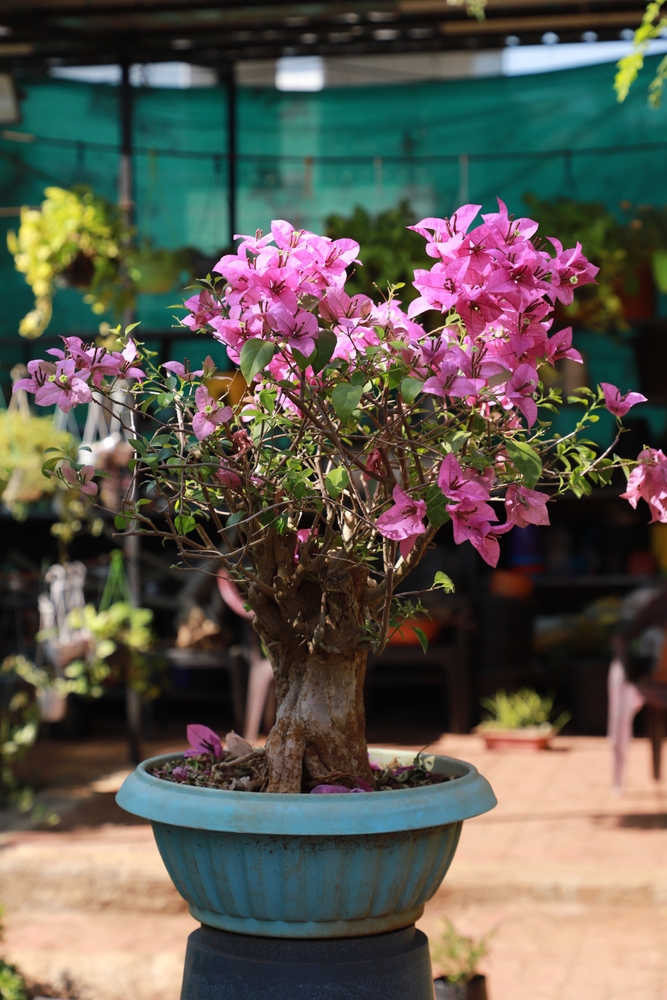 health benefits of bonsai