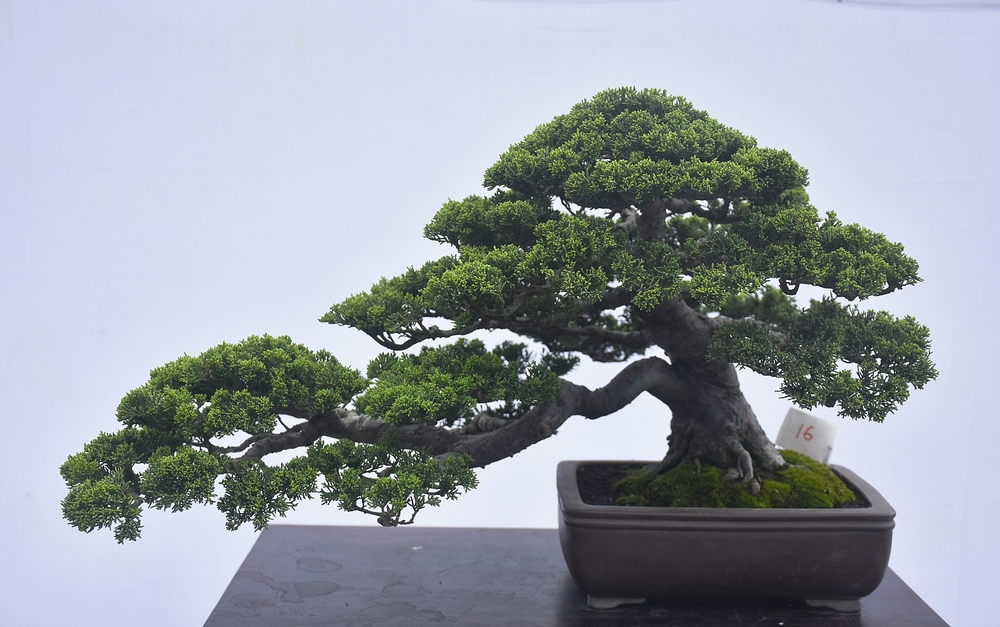 health benefits of bonsai