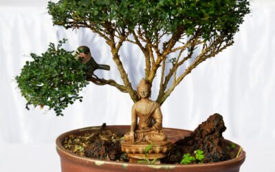 health benefits of bonsai