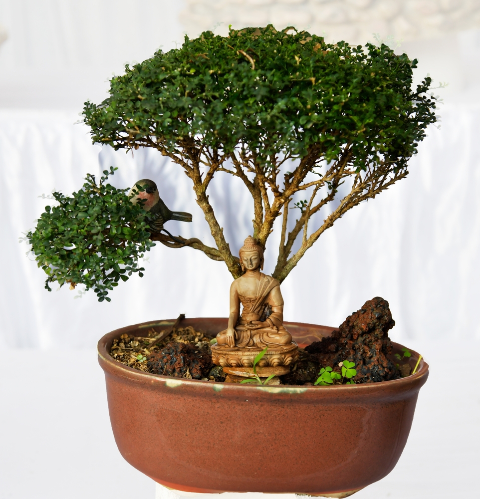 health benefits of bonsai