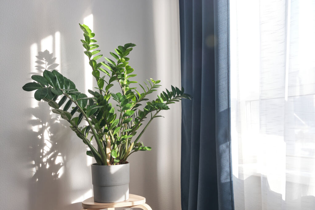 ZZ Plant houseplants that are hard to kill