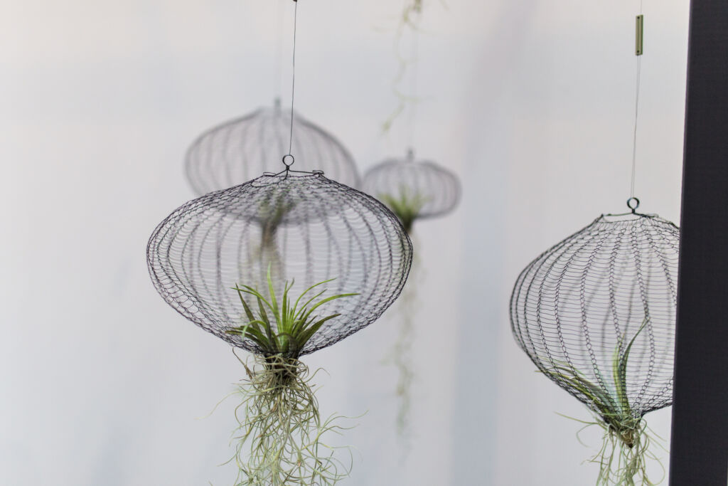 Air Plants