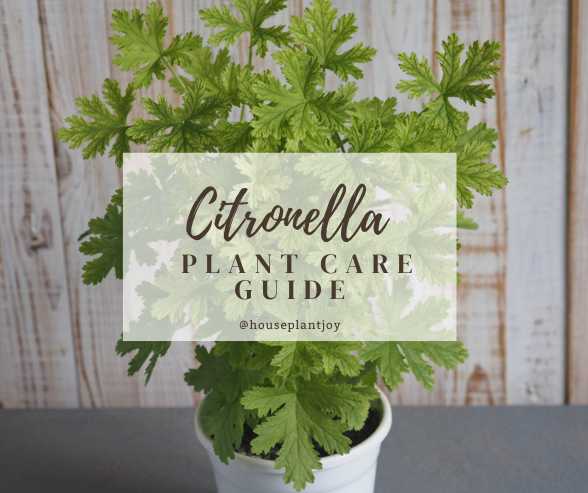 Title-Citronella Plant Care Guide