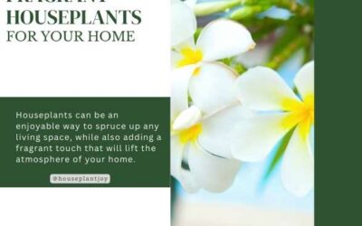 Title-Fragrant Houseplants for Your Home