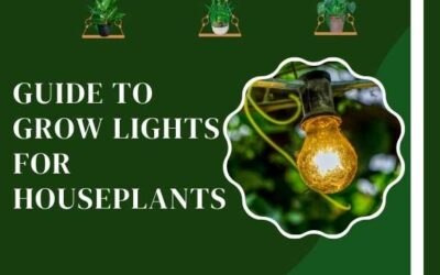 Title-Guide to Grow Lights for Houseplants