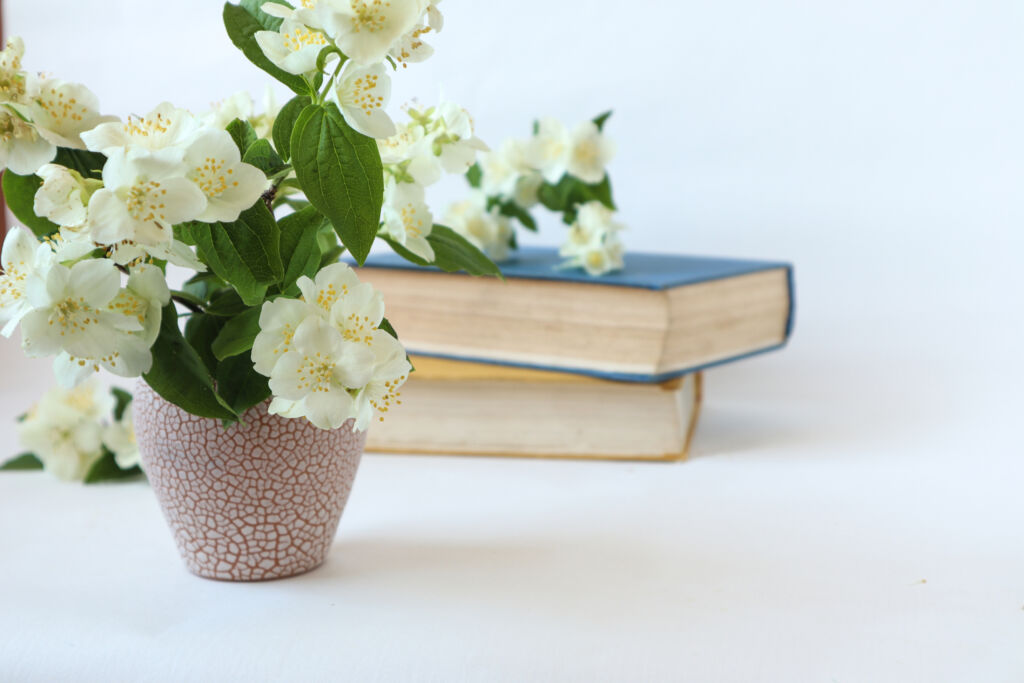 Beautiful White Jasmine