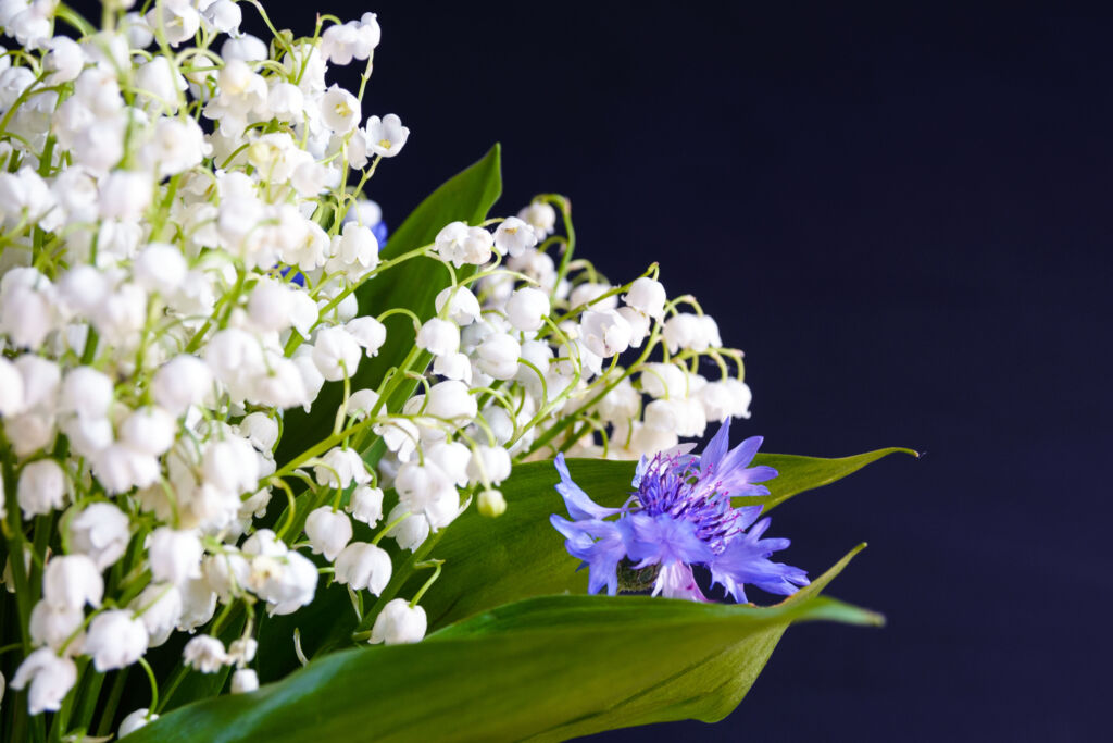 Lily of the Valley