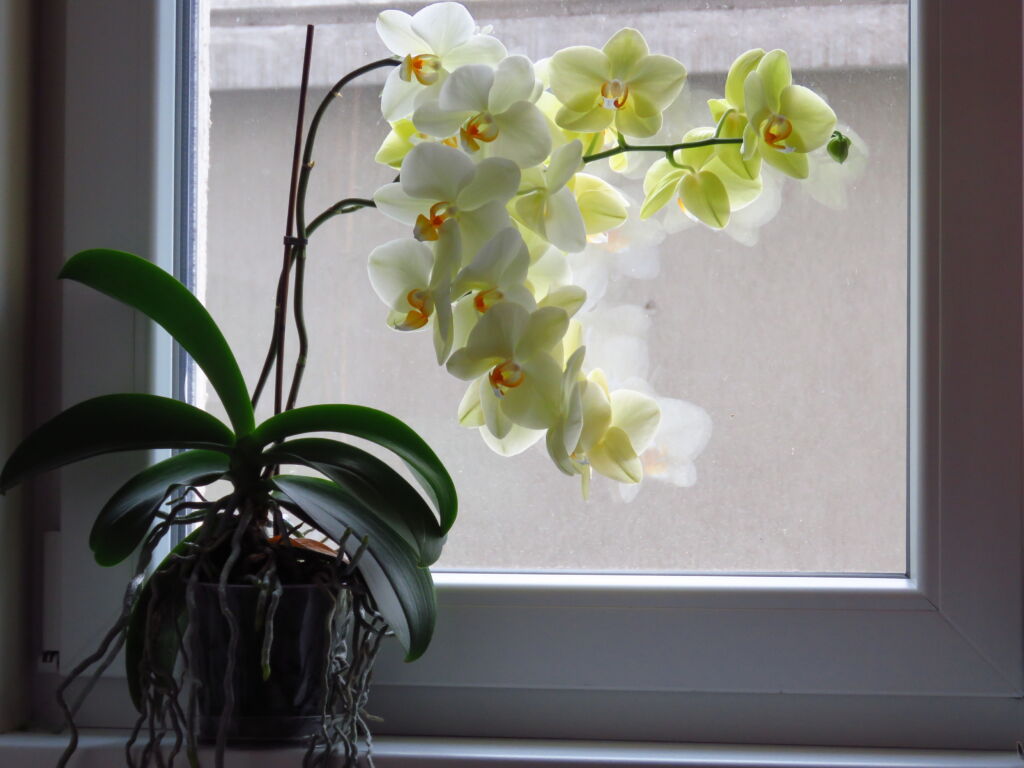 Beautiful White Scented Orchid