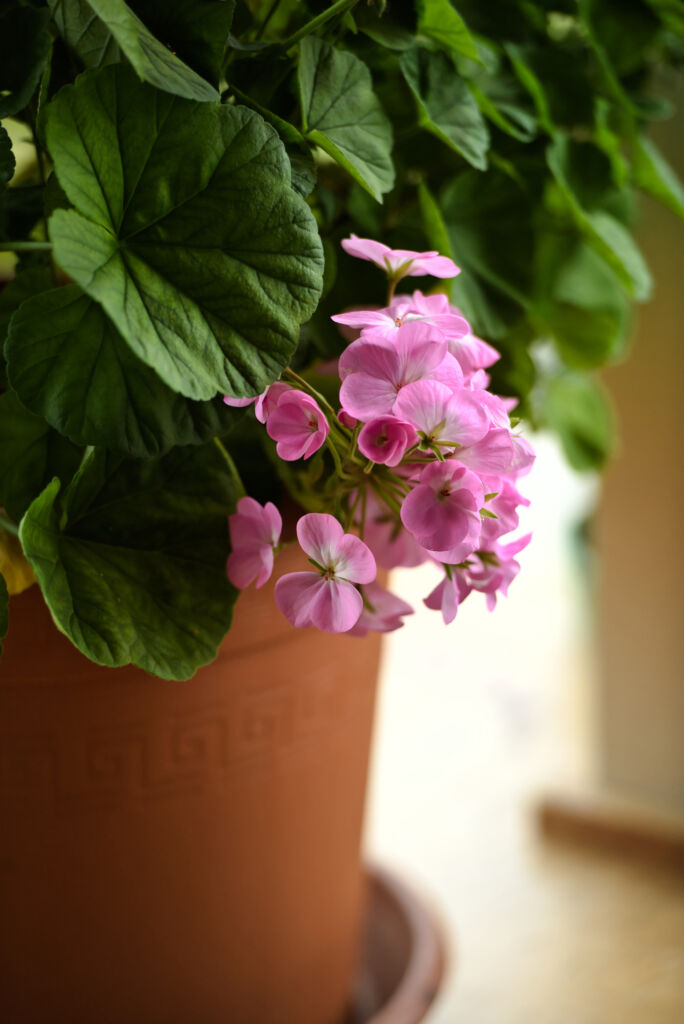 Scented Geranium