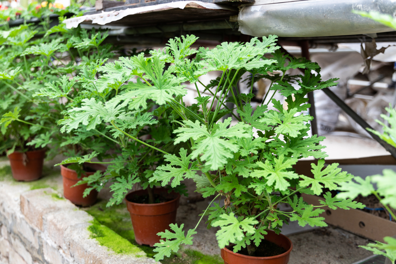 Potted Plants