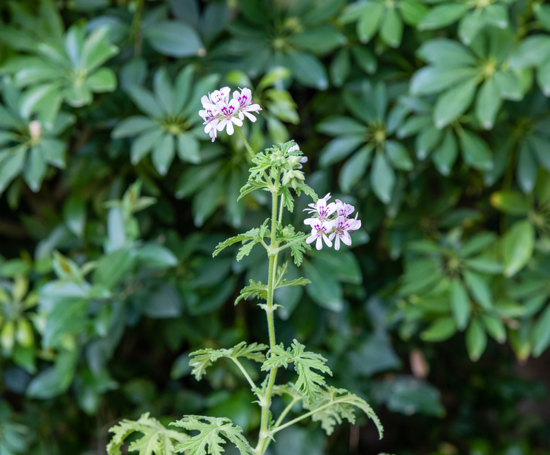 Citronella Plant Care