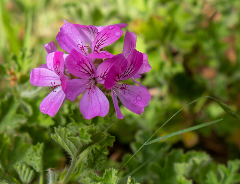 Stunning Flowers