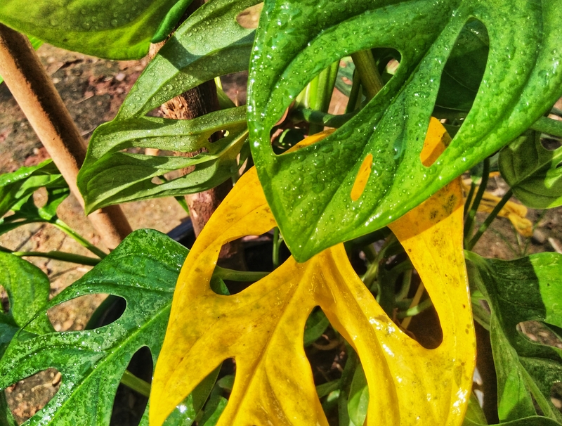 Swiss cheese plant yellow leaves