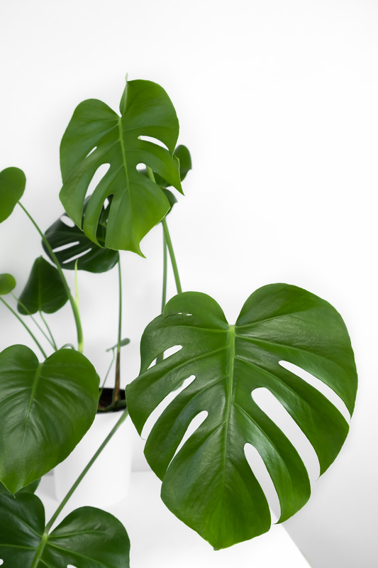 Broad, Split Leaves of Monstera Adansonii