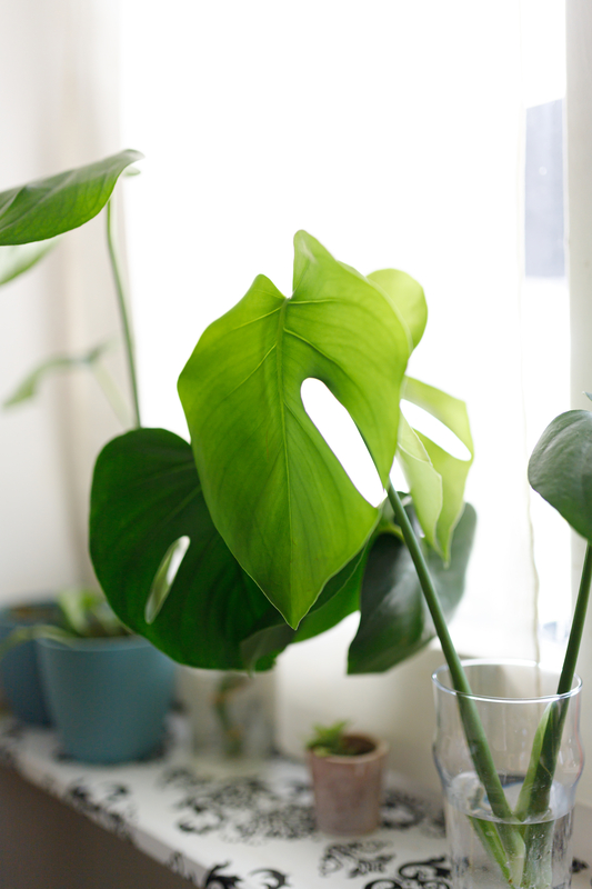 Propagation of Monstera Adansonii