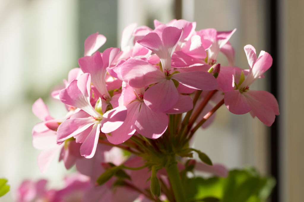 fragrant houseplants