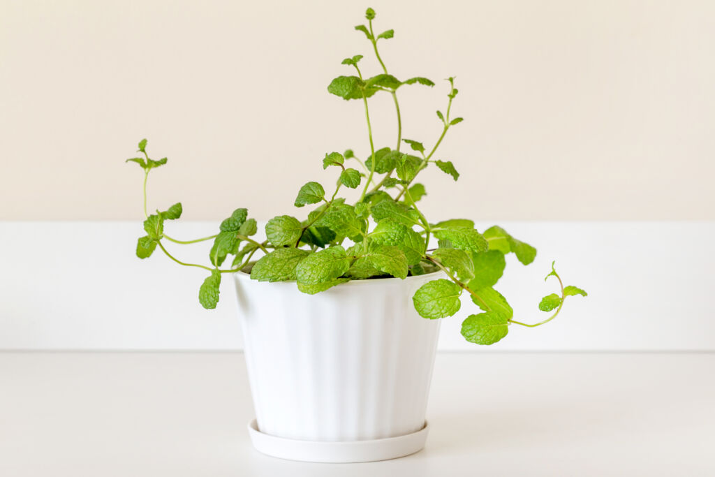 fragrant indoor plants