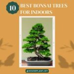 Title-10 Best Bonsai Trees for Indoors