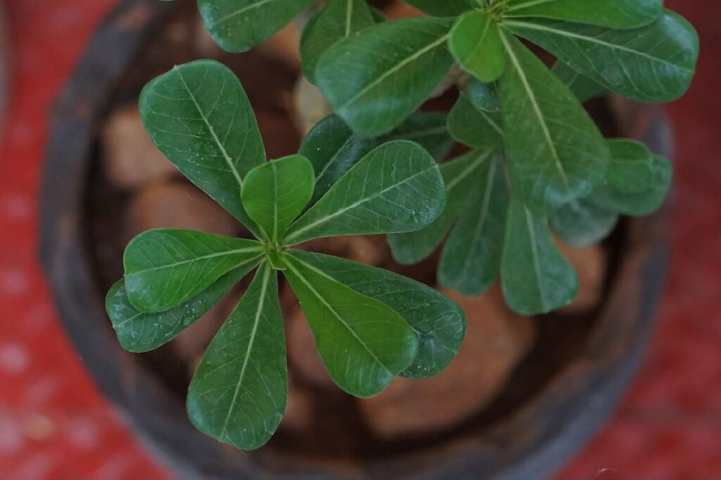 best bonsai trees for indoors