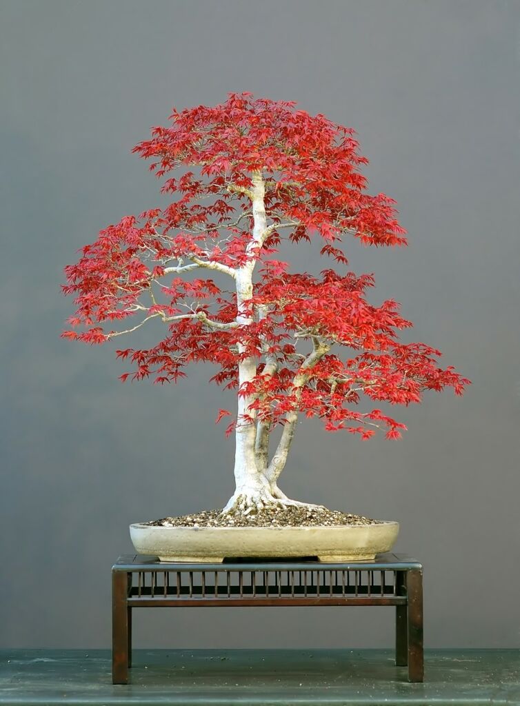 Japanese Maple Dwarf