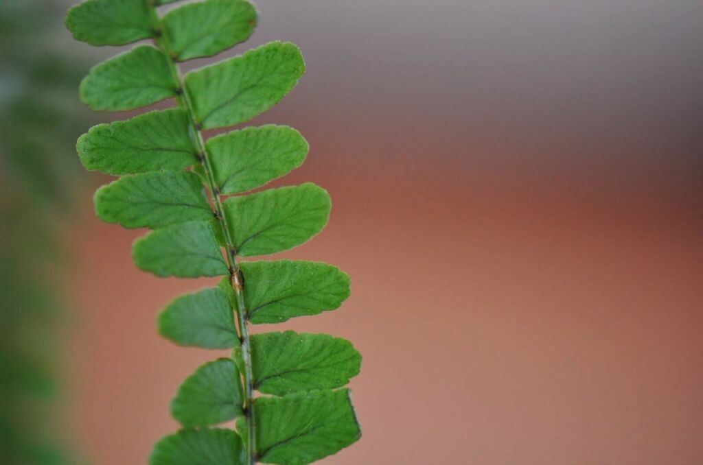 lemon button fern