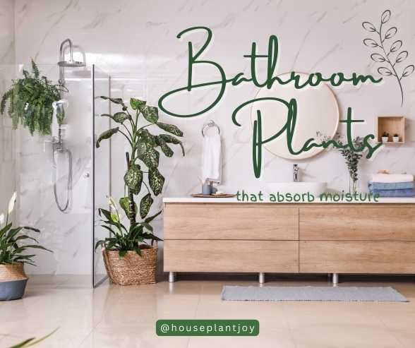 Title-Bathroom Plants That Absorb Moisture