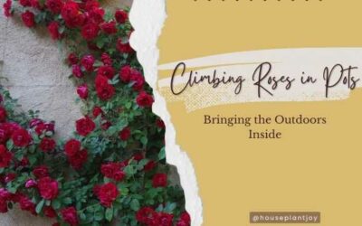 Title-Climbing Roses in Pots Bringing the Outdoors Inside