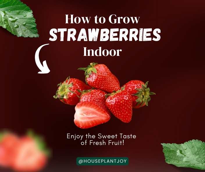 Title-How to Grow Strawberries Indoors and Enjoy the Sweet Taste of Fresh Fruit!