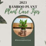 Title-Lucky Bamboo Plant Care Tips [2023]