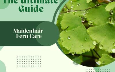 Title-Maidenhair Fern Care, The Ultimate Guide